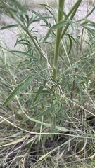 Hymenothrix wislizeni