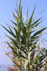 Arundo donax