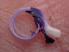 Trichostema dichotomum