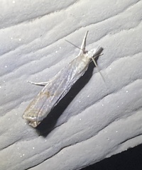 Parapediasia decorellus