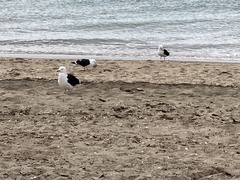 Larus dominicanus dominicanus