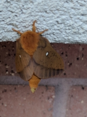 Anisota fuscosa