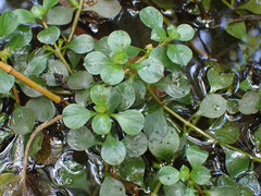 Ludwigia repens