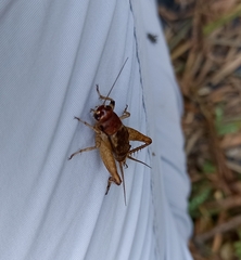 Gryllodes sigillatus