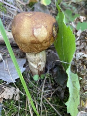 Suillus granulatus