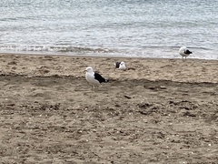 Larus dominicanus dominicanus