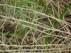 Euthamia caroliniana