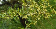Melicytus