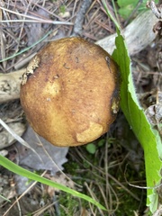 Suillus granulatus