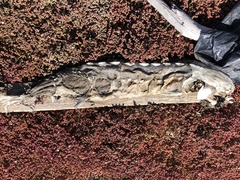 Acipenser transmontanus