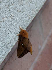Anisota fuscosa