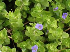Bacopa caroliniana