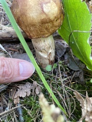 Suillus granulatus