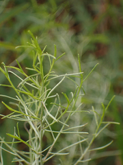 Euthamia caroliniana