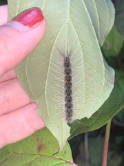 Hyphantria cunea