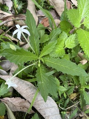 Hippobroma longiflora