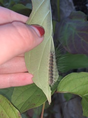 Hyphantria cunea