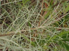 Euthamia caroliniana