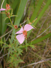 Rhexia mariana