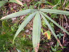 Coryphoideae
