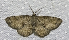 Melanolophia canadaria