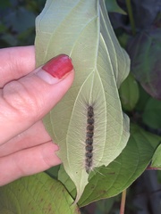Hyphantria cunea