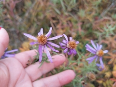 Galatella dahurica