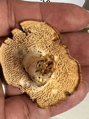 Hydnum rufescens