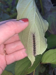 Hyphantria cunea
