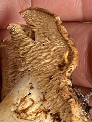 Hydnum rufescens