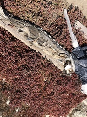 Acipenser transmontanus