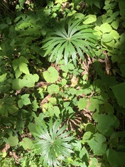 Syneilesis aconitifolia