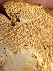 Hydnum rufescens