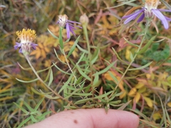 Galatella dahurica