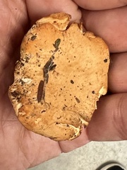 Hydnum rufescens