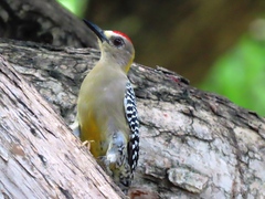 Melanerpes hoffmannii