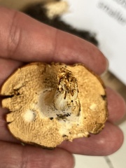 Hydnum rufescens