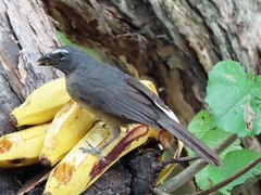 Saltator grandis