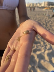 Emerita analoga