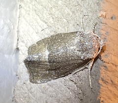 Plagiomimicus spumosum
