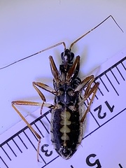 Rasahus biguttatus