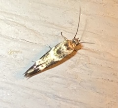 Scythris trivinctella