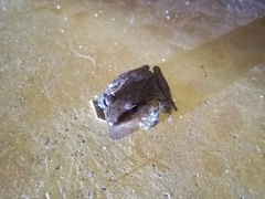 Pristimantis achatinus