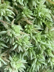 Sphagnum girgensohnii