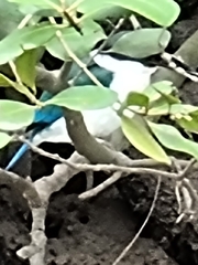 Todiramphus sordidus