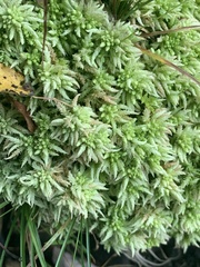 Sphagnum girgensohnii