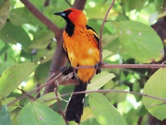 Icterus pectoralis