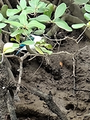 Todiramphus sordidus