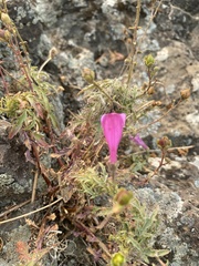 Penstemon richardsonii