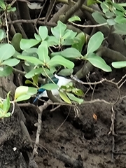 Todiramphus sordidus